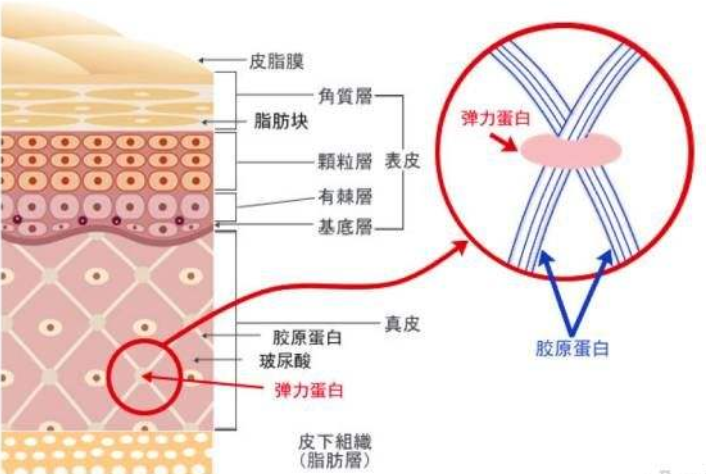 胶原蛋白的特征有哪些