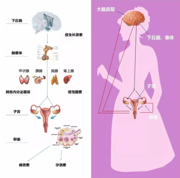 性腺激活对女性有什么好处
